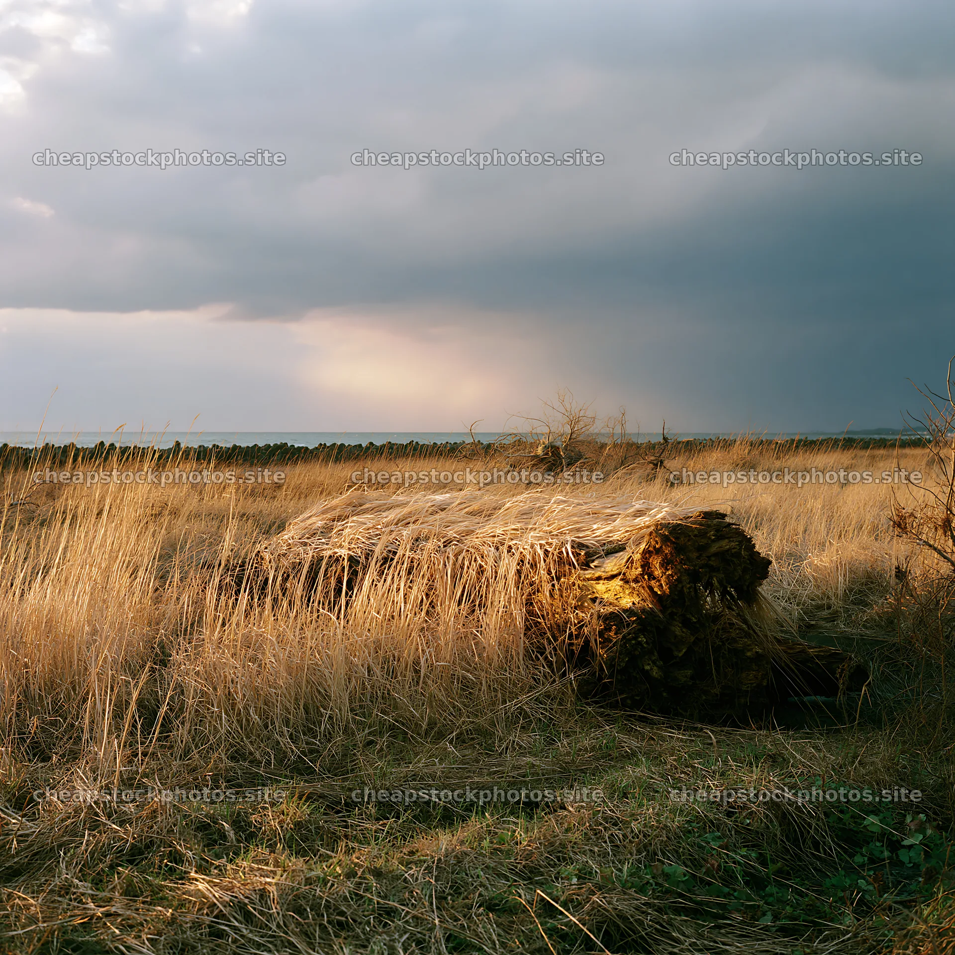 Ishikawa coastal meadow storm washed driftwood on grassland – stock photos 7938x7938