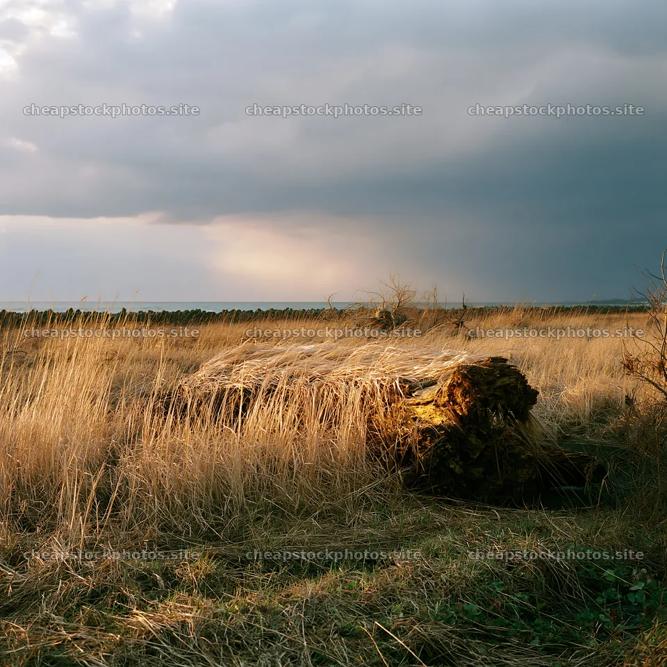Ishikawa coastal meadow storm washed driftwood on grassland – stock photos 7938x7938