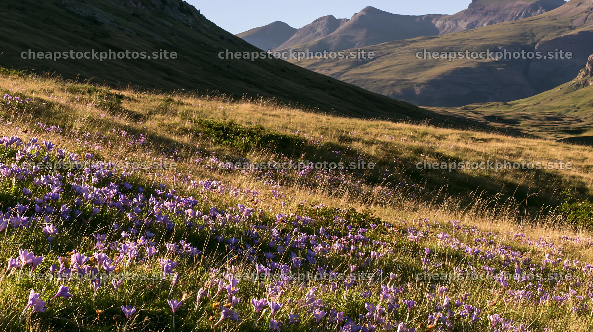 Meadow filled with crocuses under a clear sky – stock photos 10608x5938