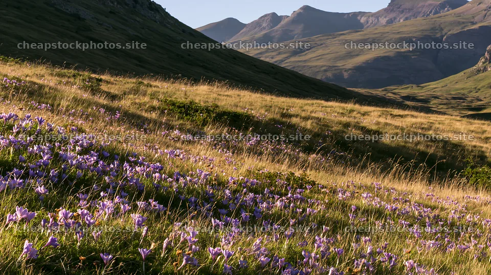 Meadow filled with crocuses under a clear sky – stock photos 10608x5938