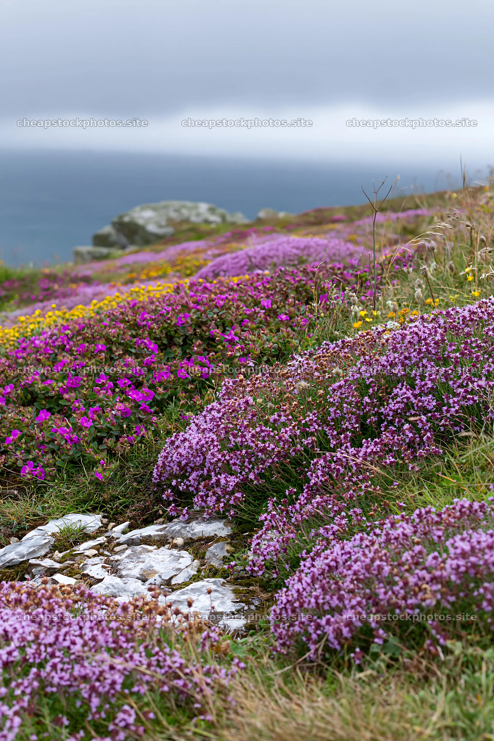 Wild thyme meadow with flowers under cloudy sky – stock photos 6480x9722