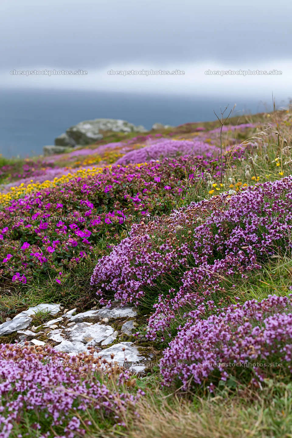 Wild thyme meadow with flowers under cloudy sky – stock photos 6480x9722