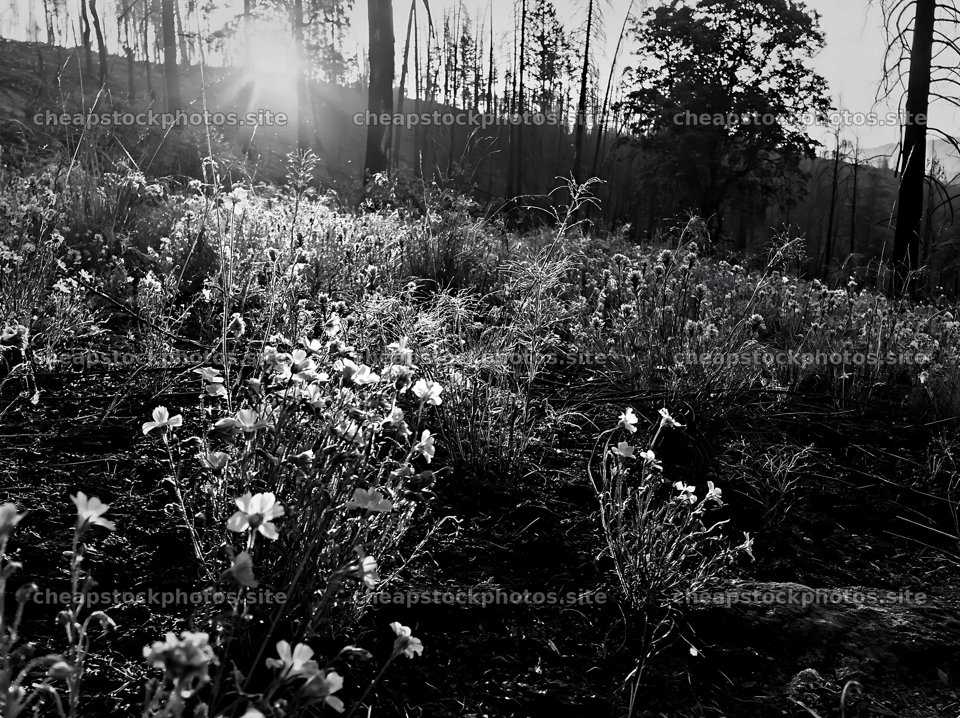 Wildflowers in a climate-resilient meadow at sunset – stock photos 9174x6866