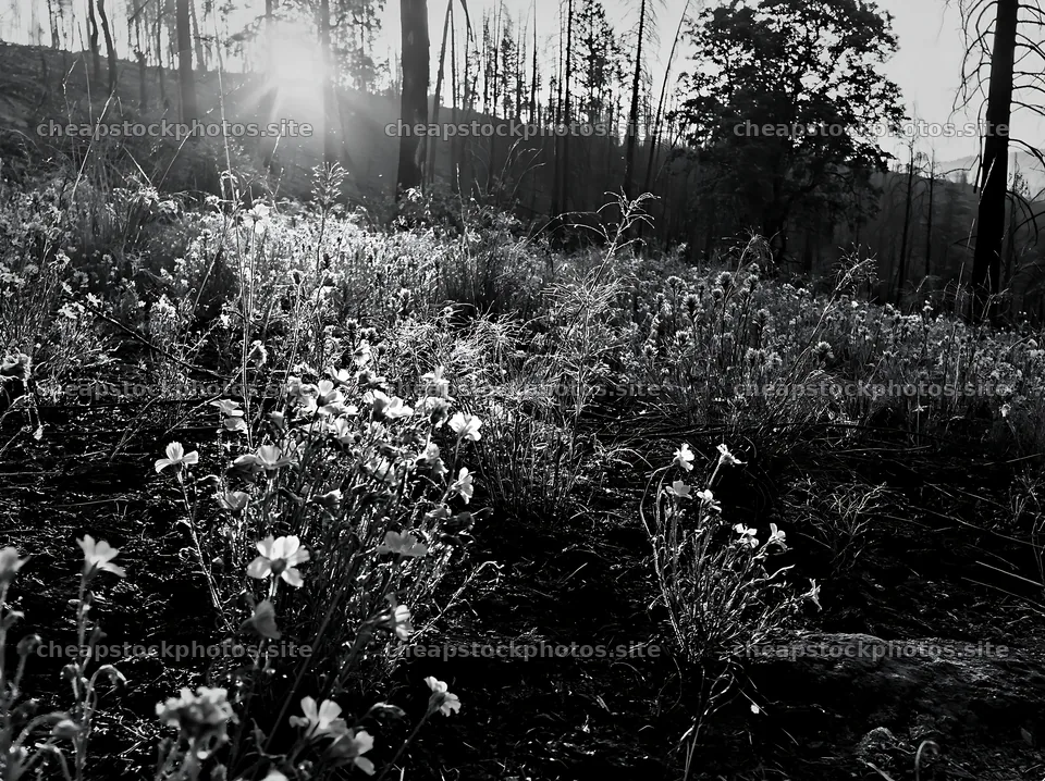 Wildflowers in a climate-resilient meadow at sunset – stock photos 9174x6866