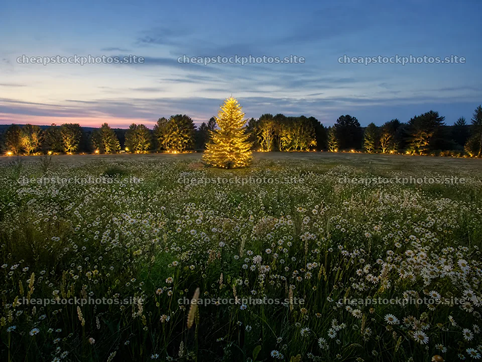 Vibrant Christmas tree shines in meadow at dusk – stock photos 9166x6874