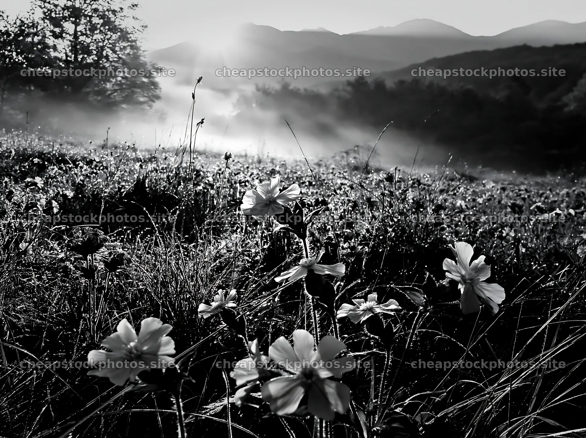 French meadow below Pyrenees range at sunrise – stock photos 9174x6866