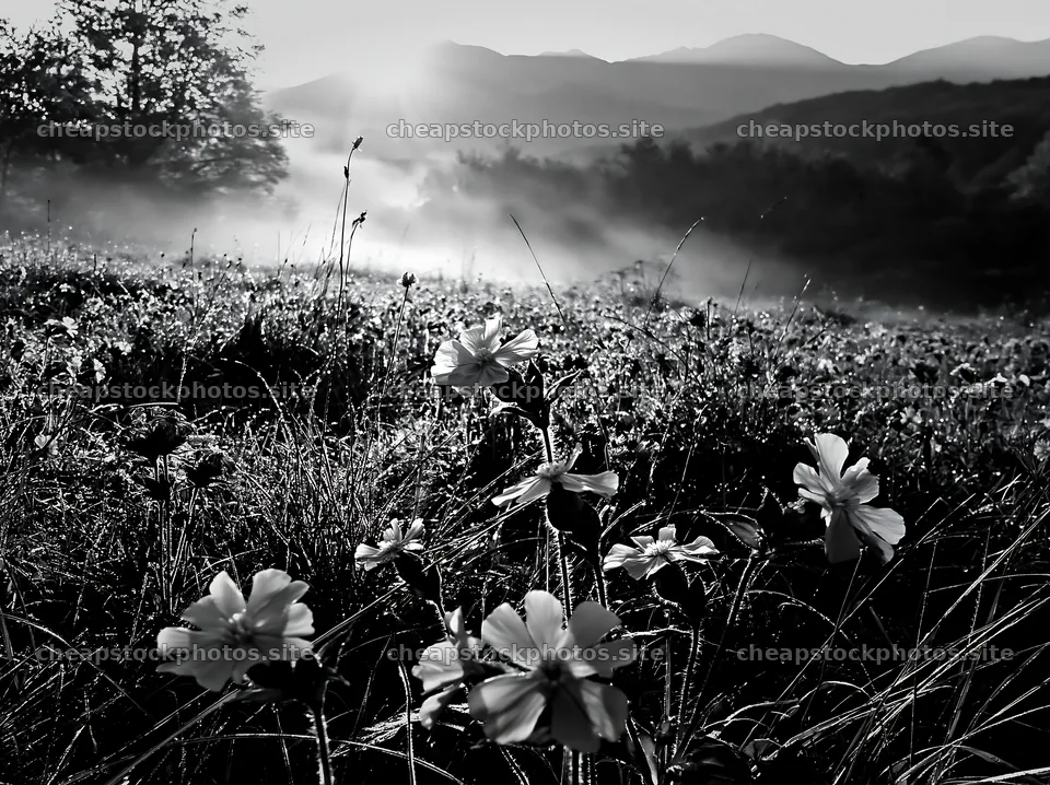 French meadow below Pyrenees range at sunrise – stock photos 9174x6866