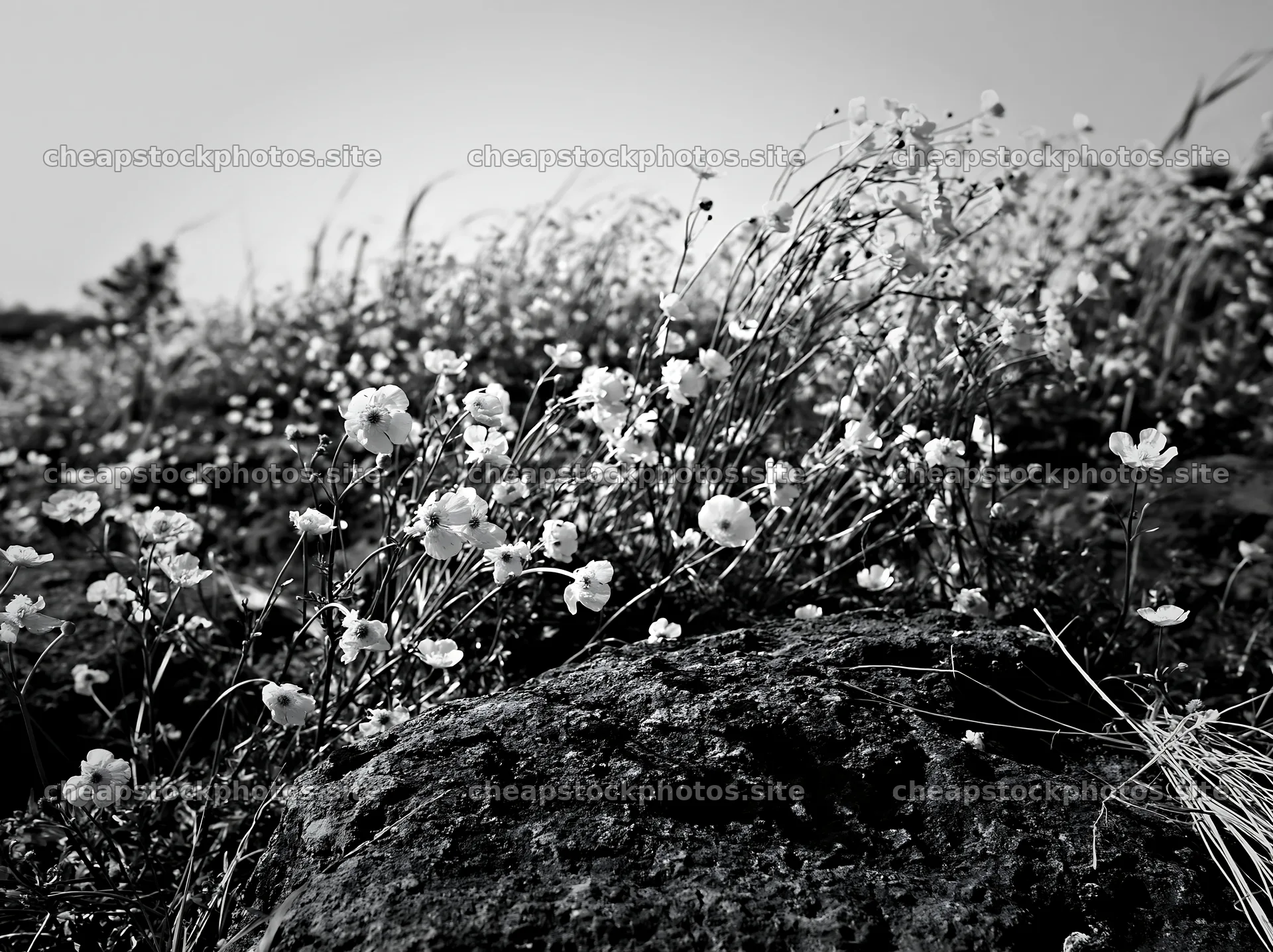 Kyoto spring wildflower meadow stone foreground – stock photos 9174x6866