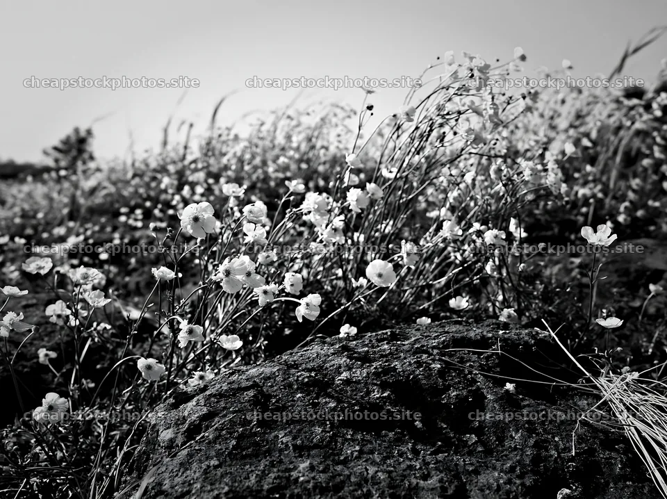 Kyoto spring wildflower meadow stone foreground – stock photos 9174x6866