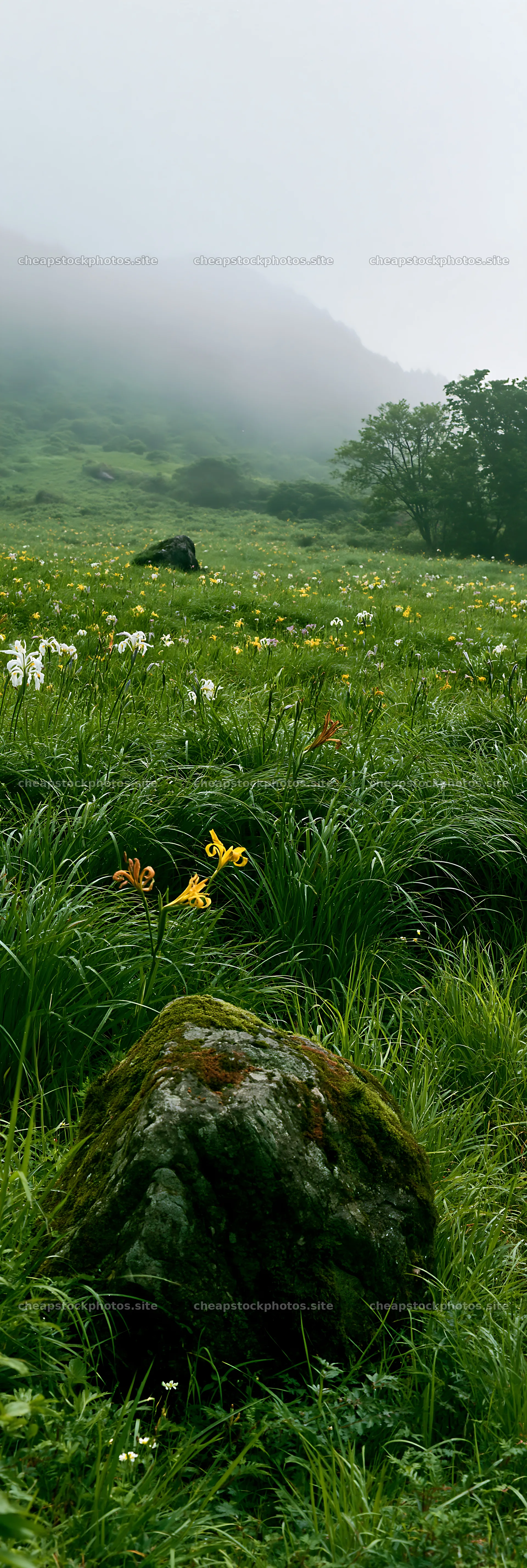 Misty meadow with moss covered stone and wildflowers in Shimane – stock photos 4602x13690