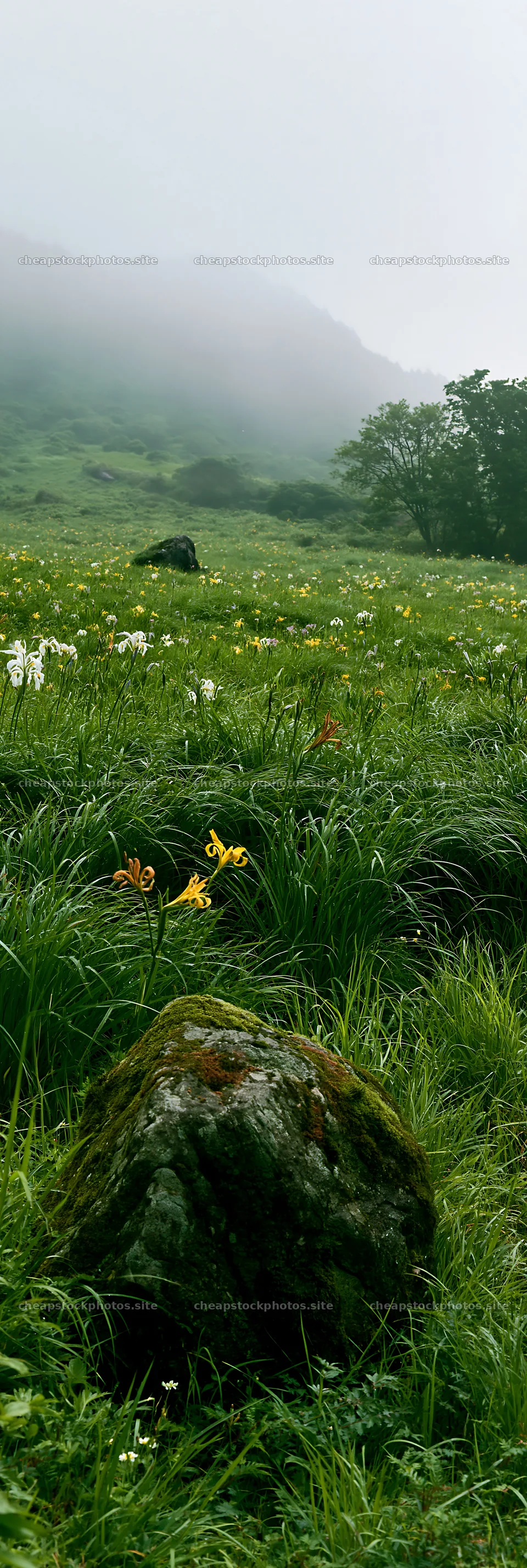 Misty meadow with moss covered stone and wildflowers in Shimane – stock photos 4602x13690