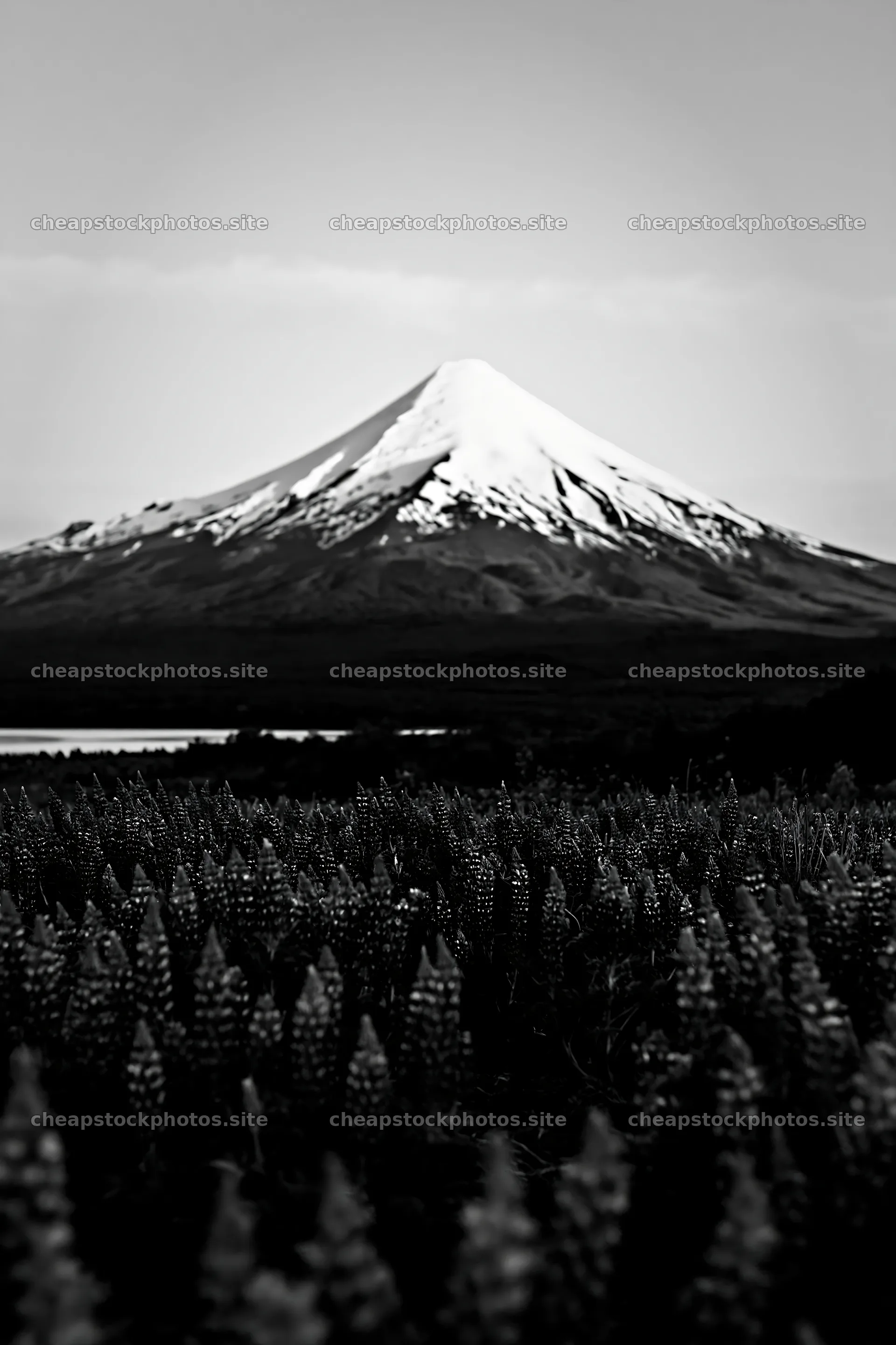 Mt. Fuji above a lupin meadow foreground copy space – stock photos 6480x9722