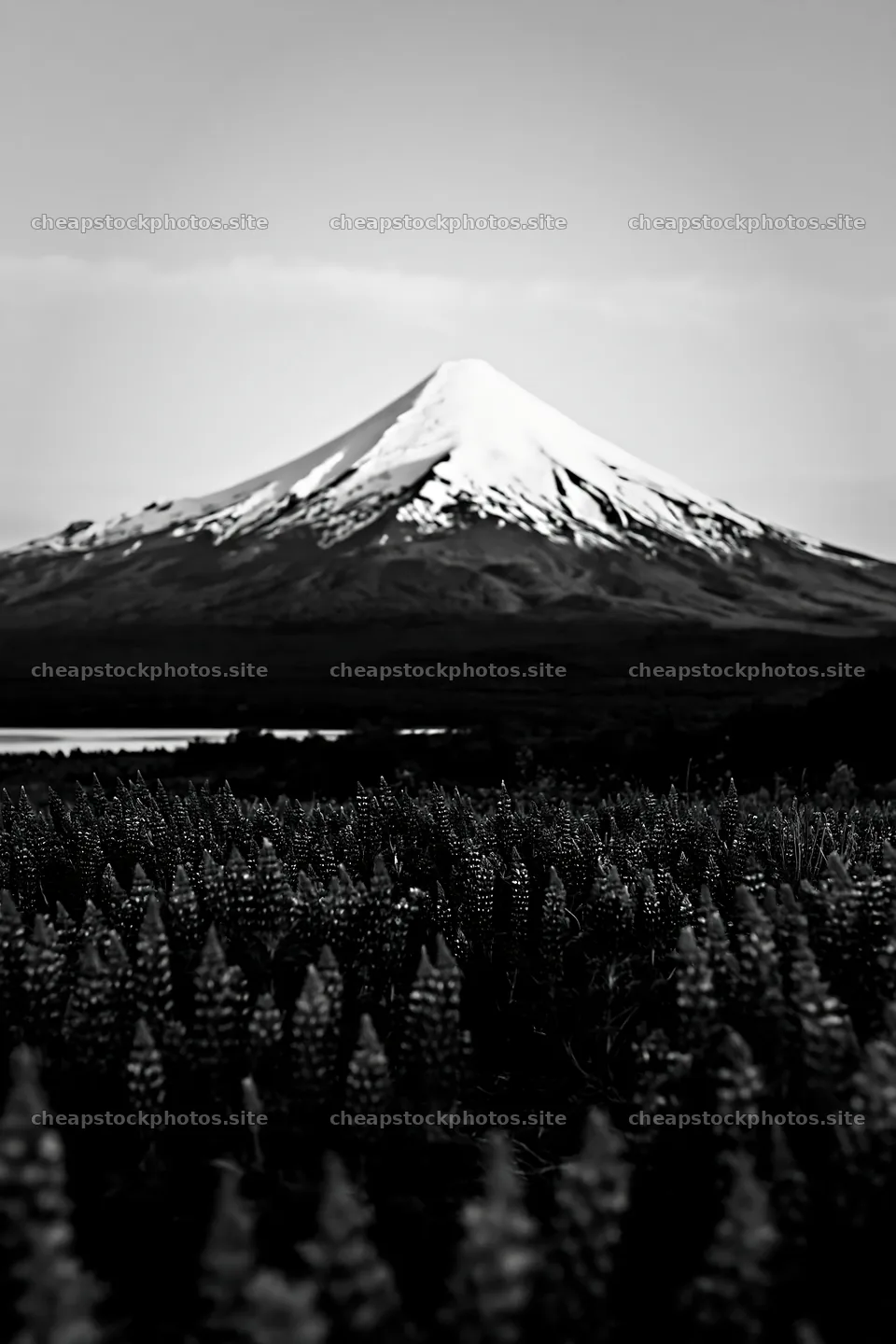 Mt. Fuji above a lupin meadow foreground copy space – stock photos 6480x9722
