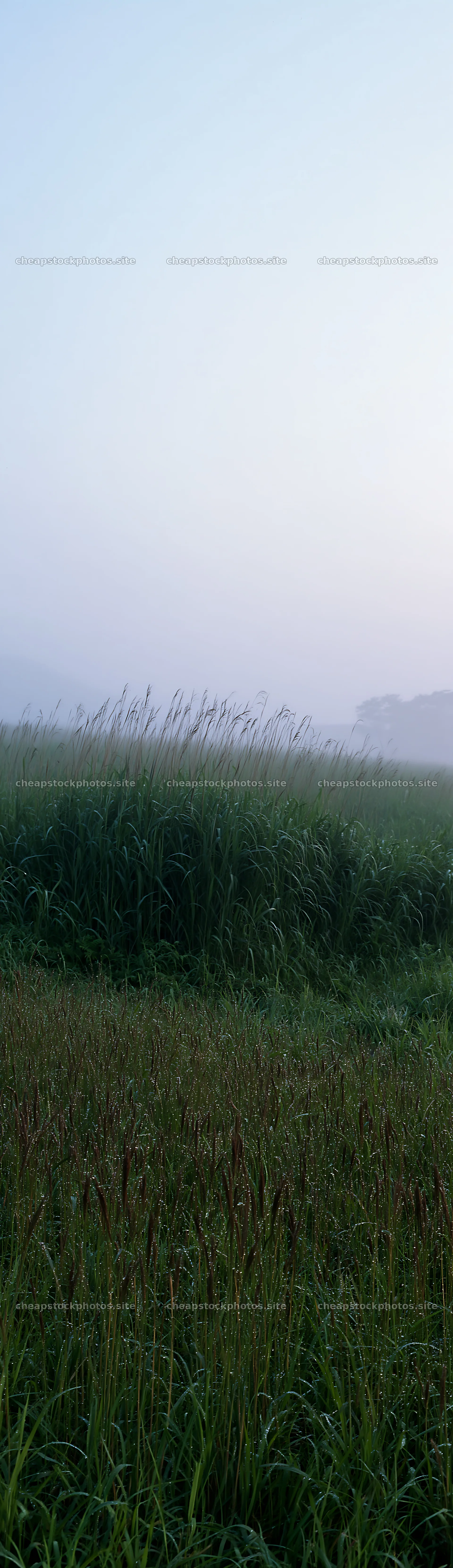 Expansive Hokkaido restoration meadow with dewdrops – stock photos 4268x14762