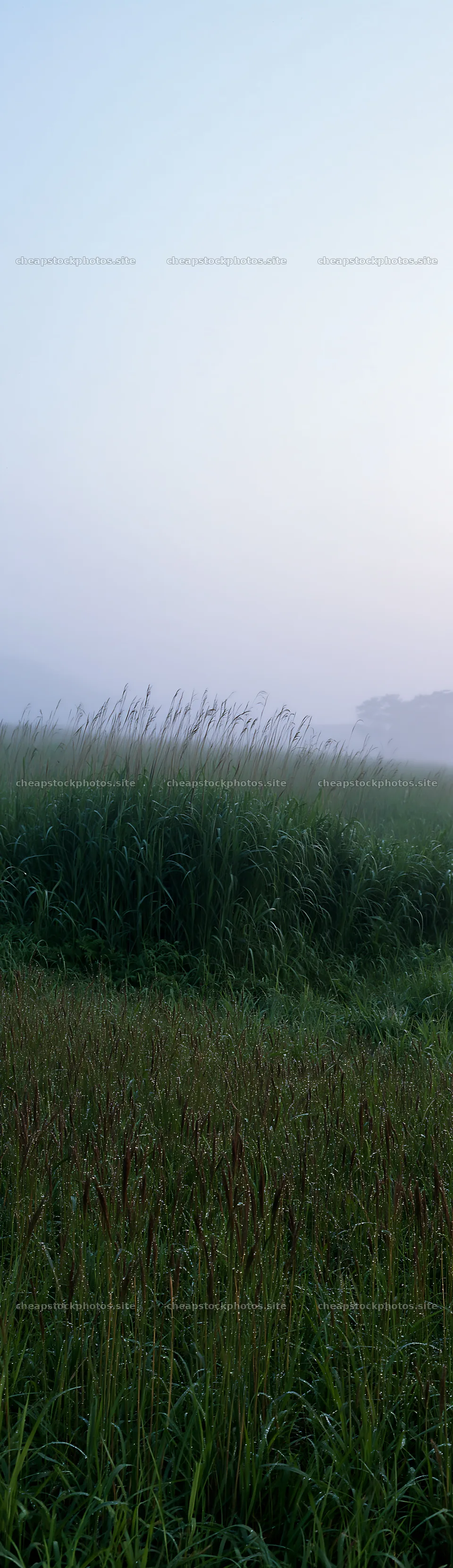 Expansive Hokkaido restoration meadow with dewdrops – stock photos 4268x14762