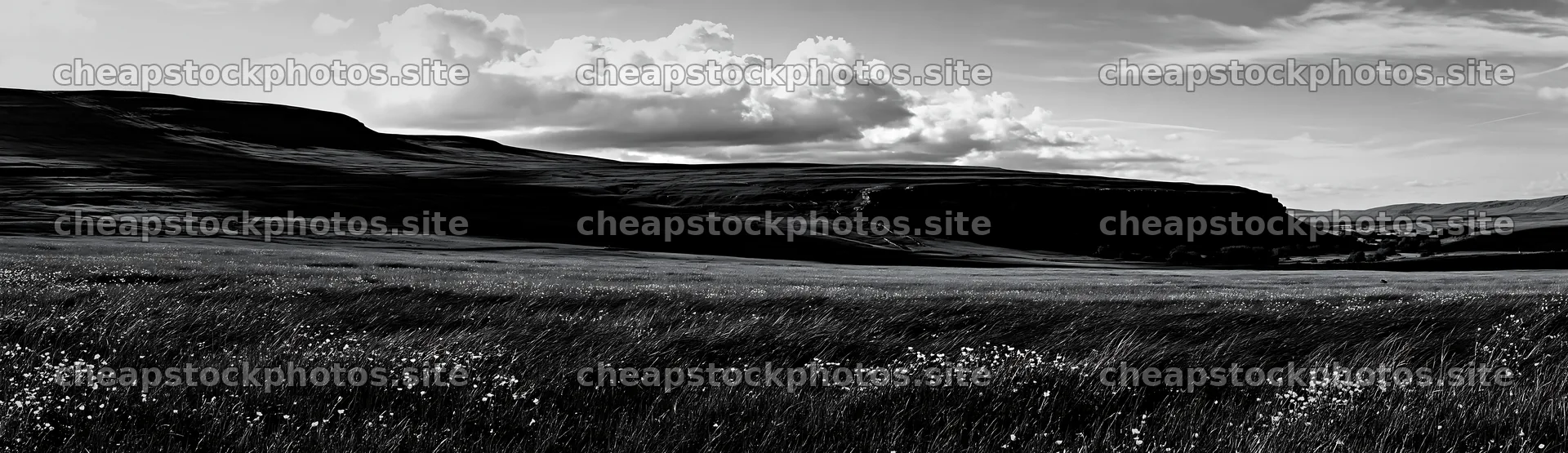 Yorkshire Dales buttercup hay meadow in black and white – stock photos 14762x4268
