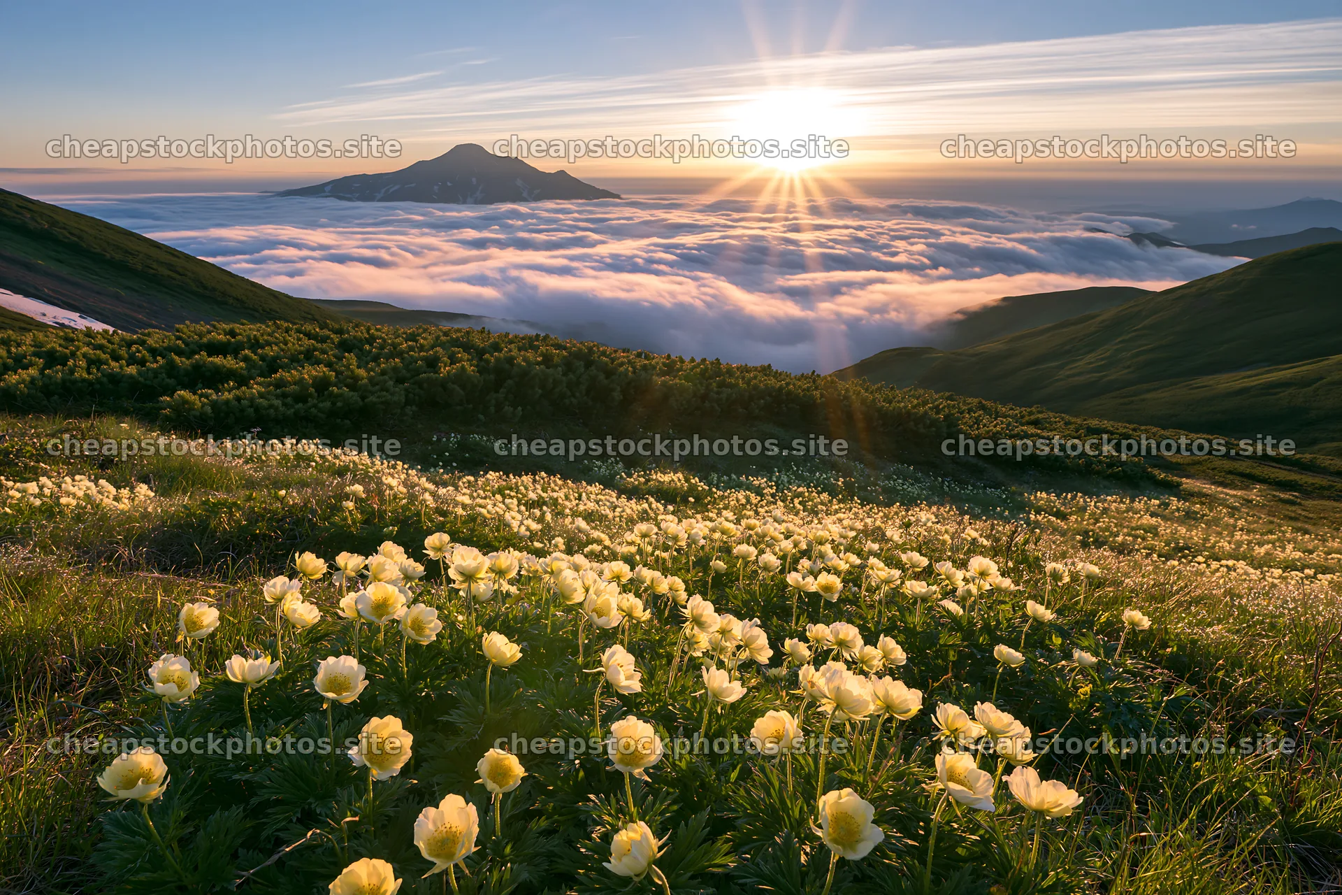 Daisetsuzan meadow with light rays and flowers at sunrise – stock photos 9722x6480