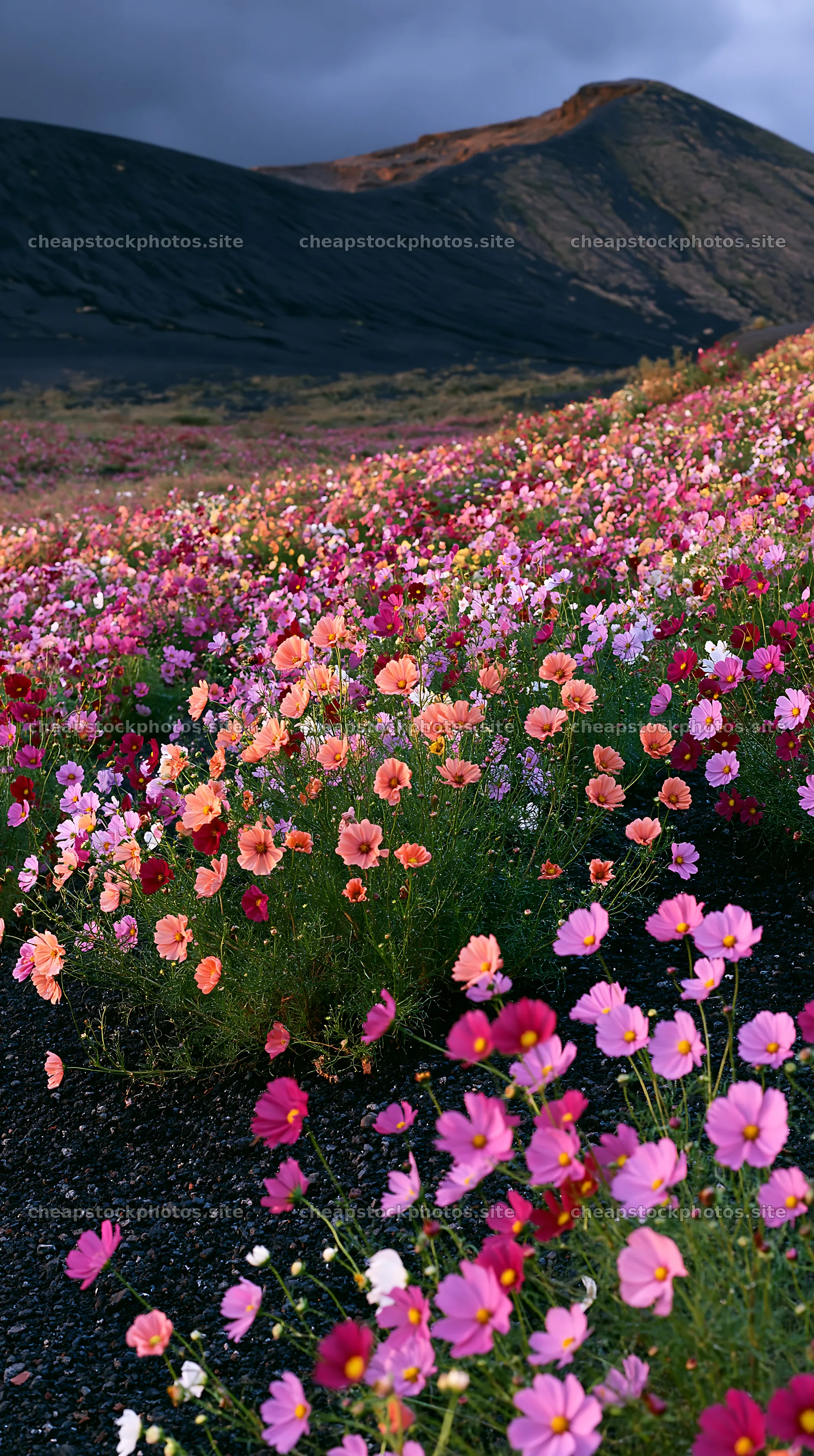 Colorful cosmos meadow with flowers in bloom – stock photos 5938x10608