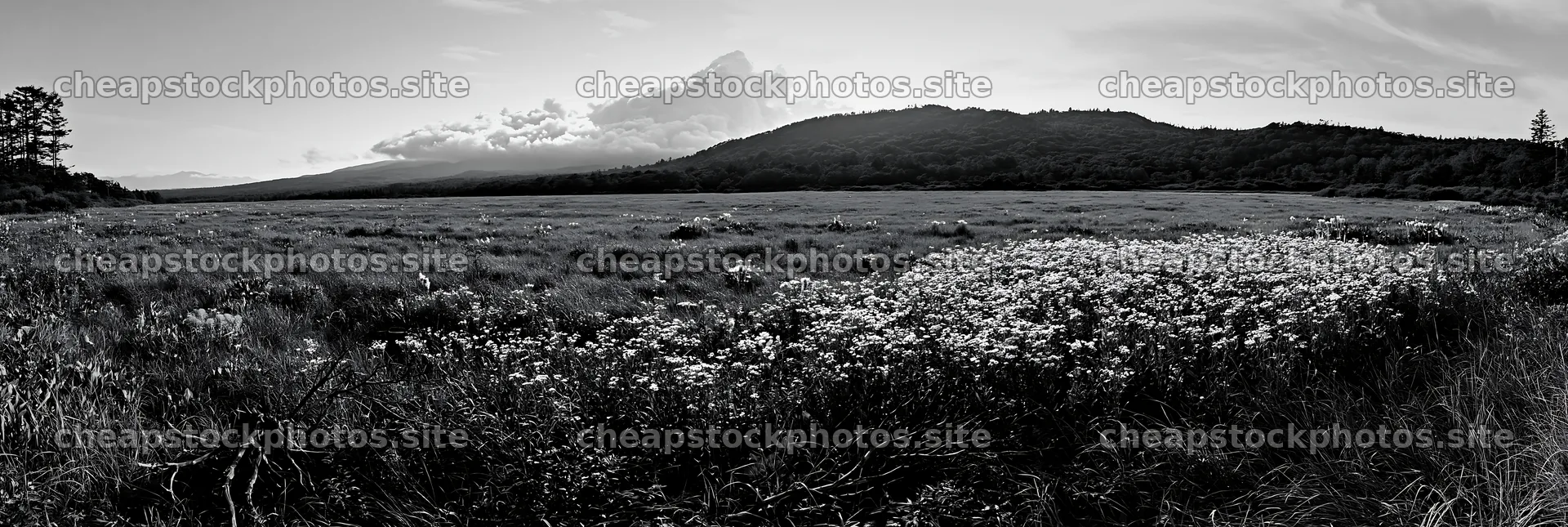 Yamagata rewilded meadow fallen branch foreground – stock photos 13690x4602