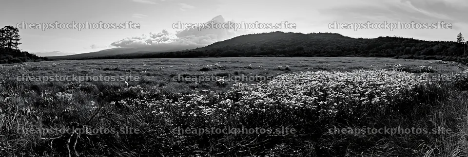 Yamagata rewilded meadow fallen branch foreground – stock photos 13690x4602
