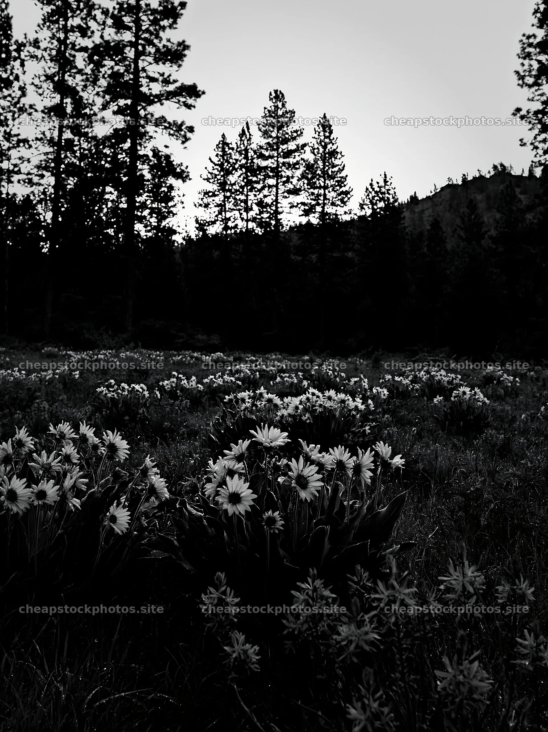 Pine forest meadow with flowers at dusk – stock photos 6866x9174