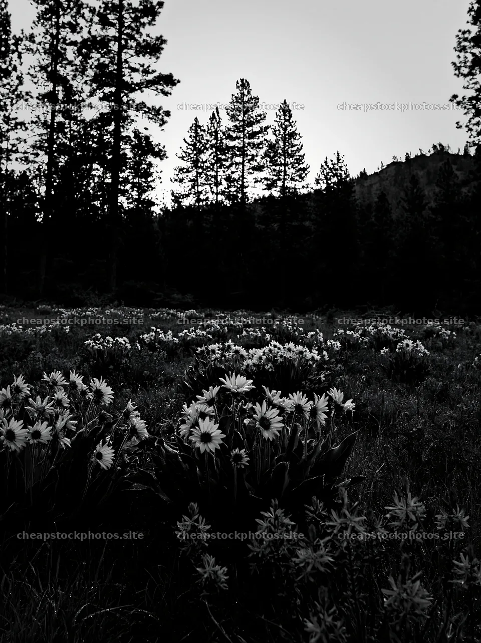 Pine forest meadow with flowers at dusk – stock photos 6866x9174