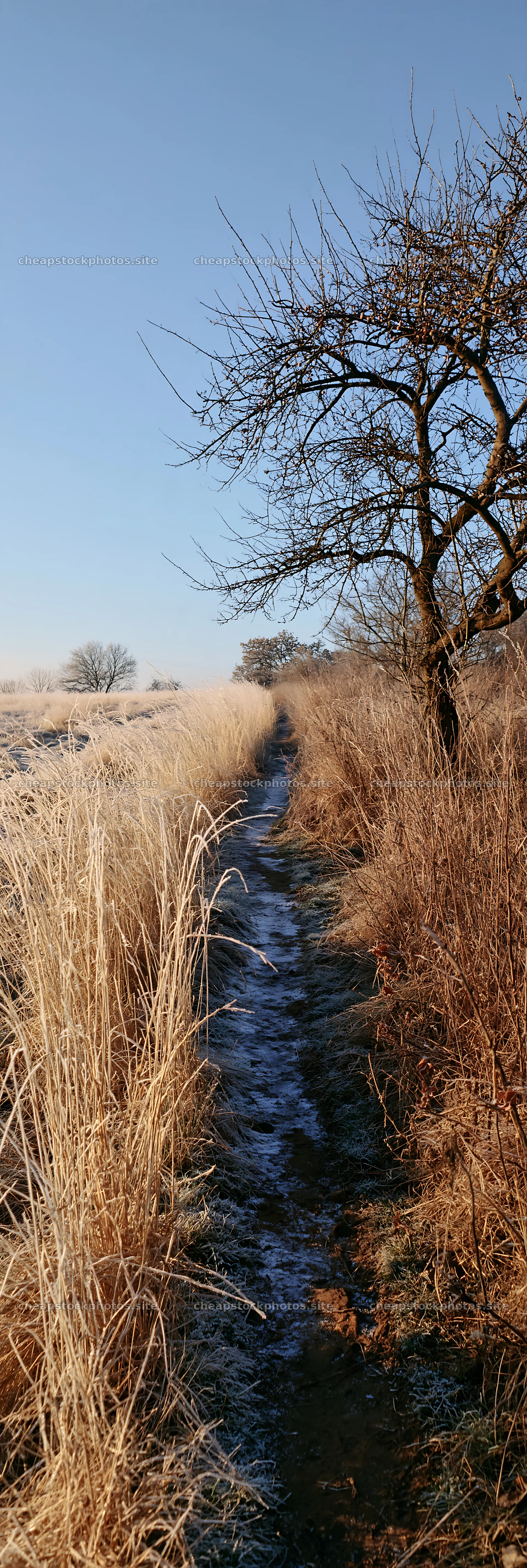 Frosty meadow with a narrow path and tree on a winter morning – stock photos 4602x13690
