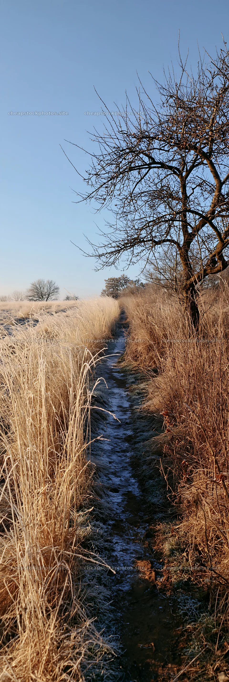 Frosty meadow with a narrow path and tree on a winter morning – stock photos 4602x13690