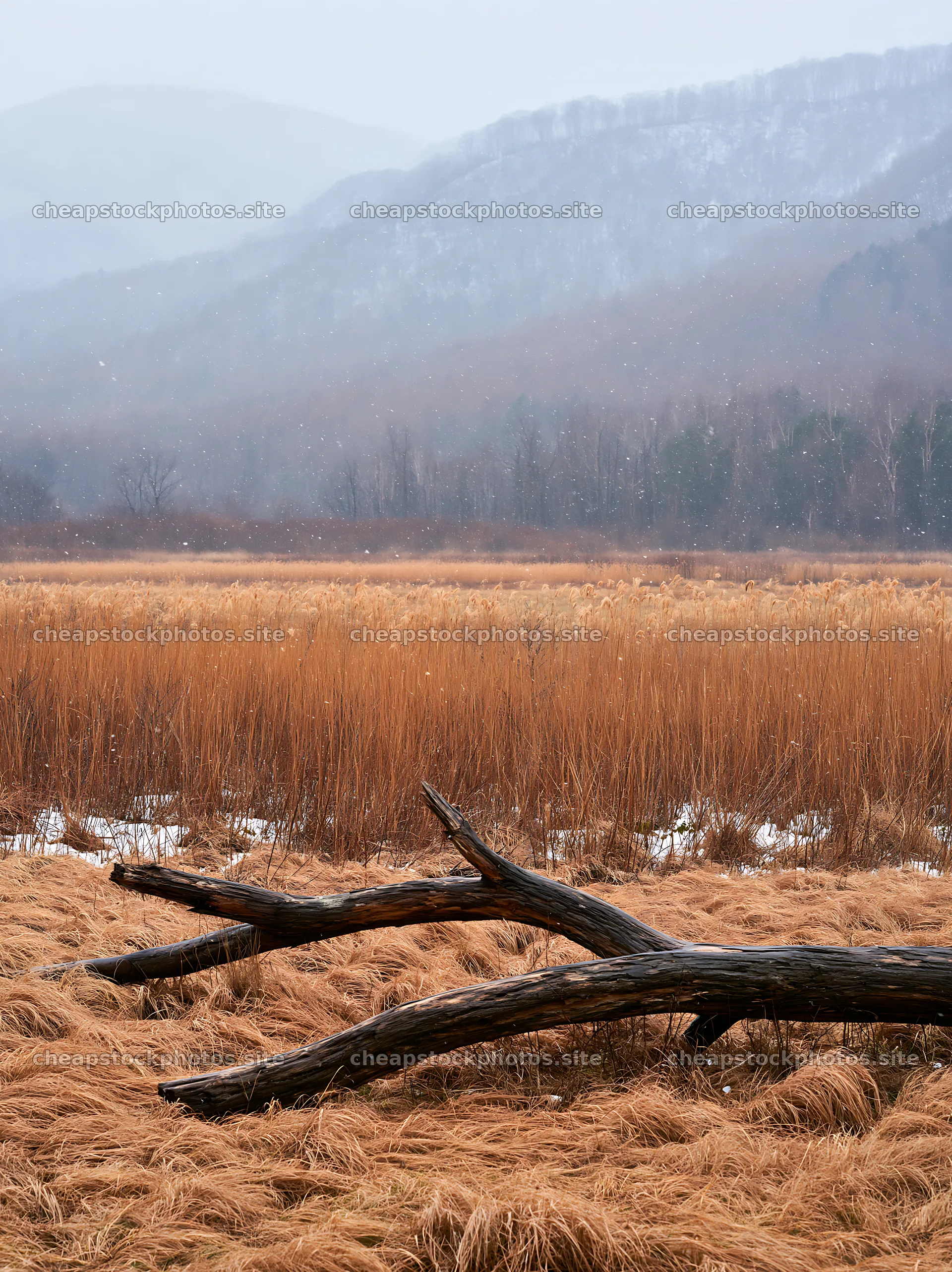 Yamagata rewilded meadow fallen branch foreground in winter – stock photos 6866x9174