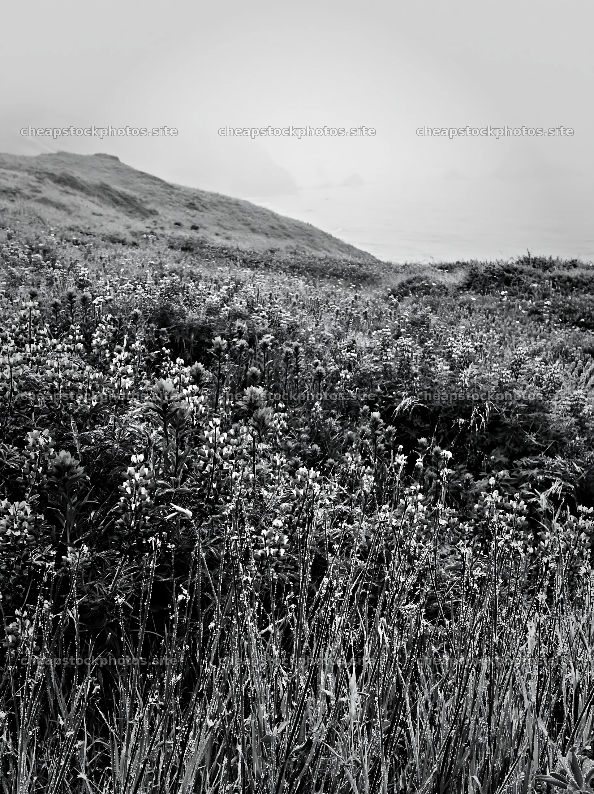 Vibrant flowers in a coastal meadow with foggy ocean backdrop – stock photos 6866x9174
