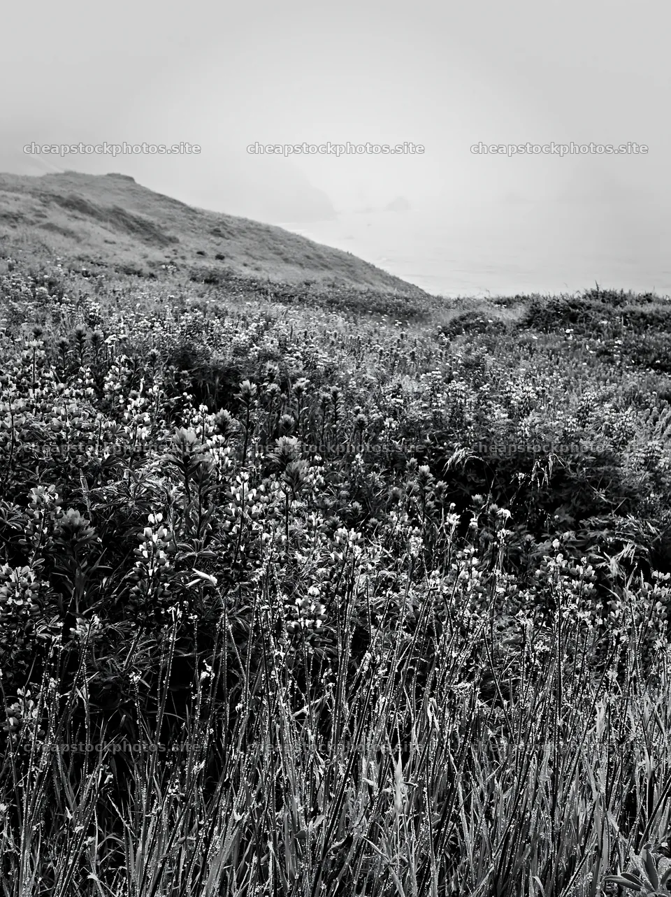 Vibrant flowers in a coastal meadow with foggy ocean backdrop – stock photos 6866x9174