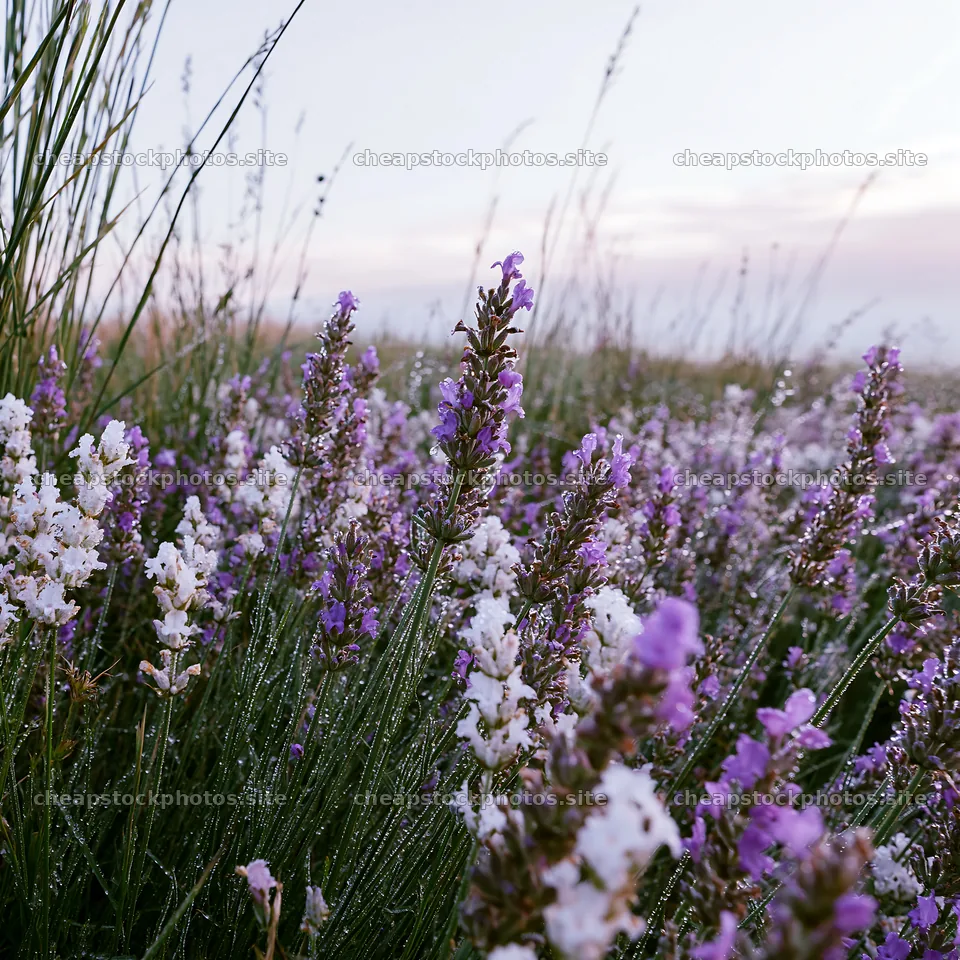 Colorful lavender meadow with flowers and grass in summer – stock photos 7938x7938