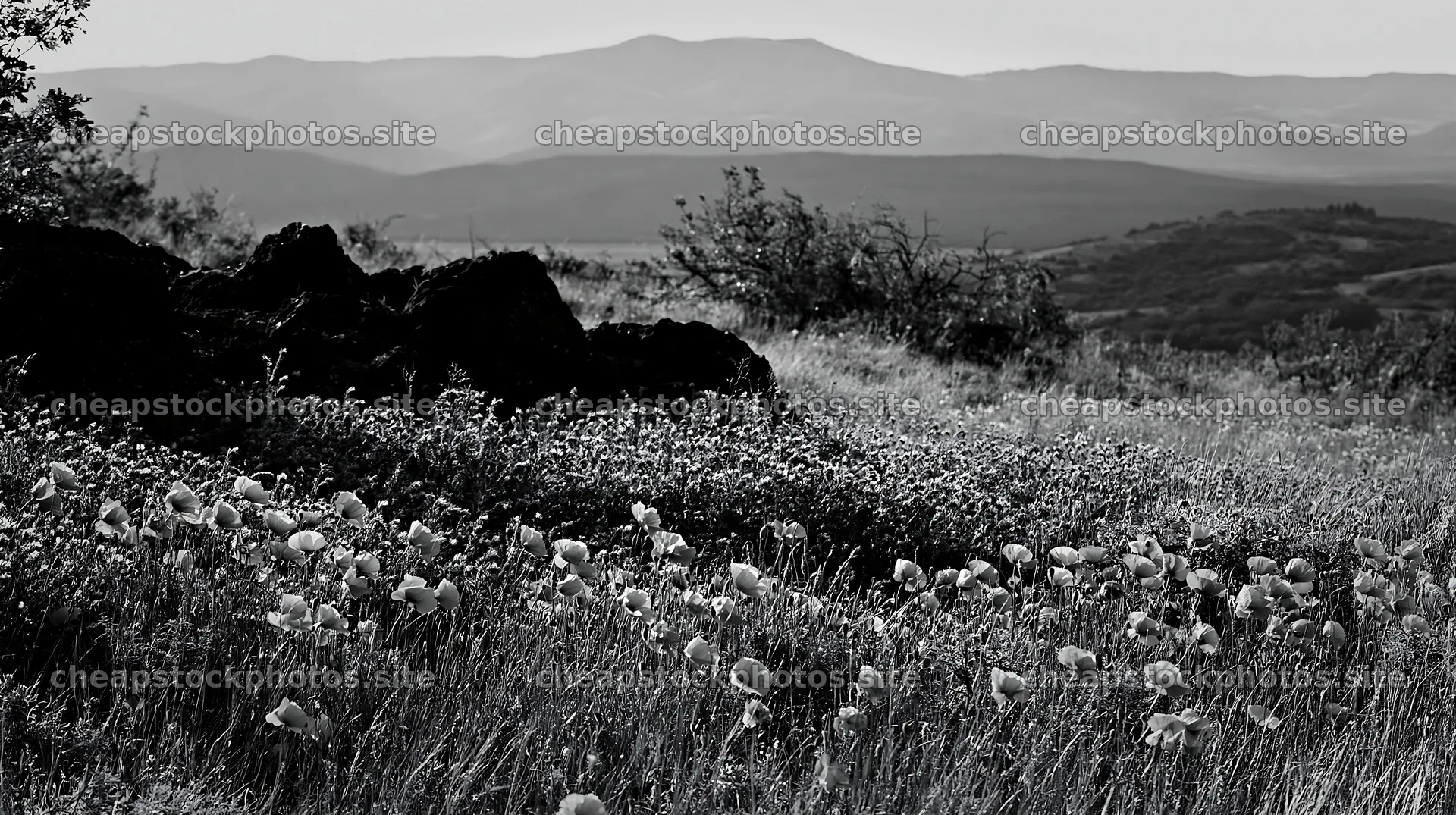 Poppy viper's-bugloss meadow with mountains in the background – stock photos 10608x5938