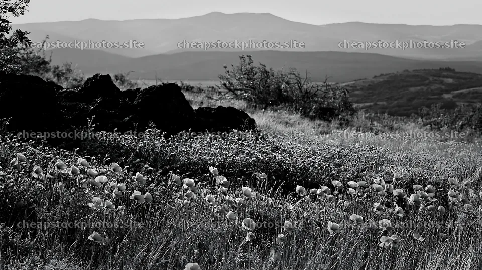 Poppy viper's-bugloss meadow with mountains in the background – stock photos 10608x5938
