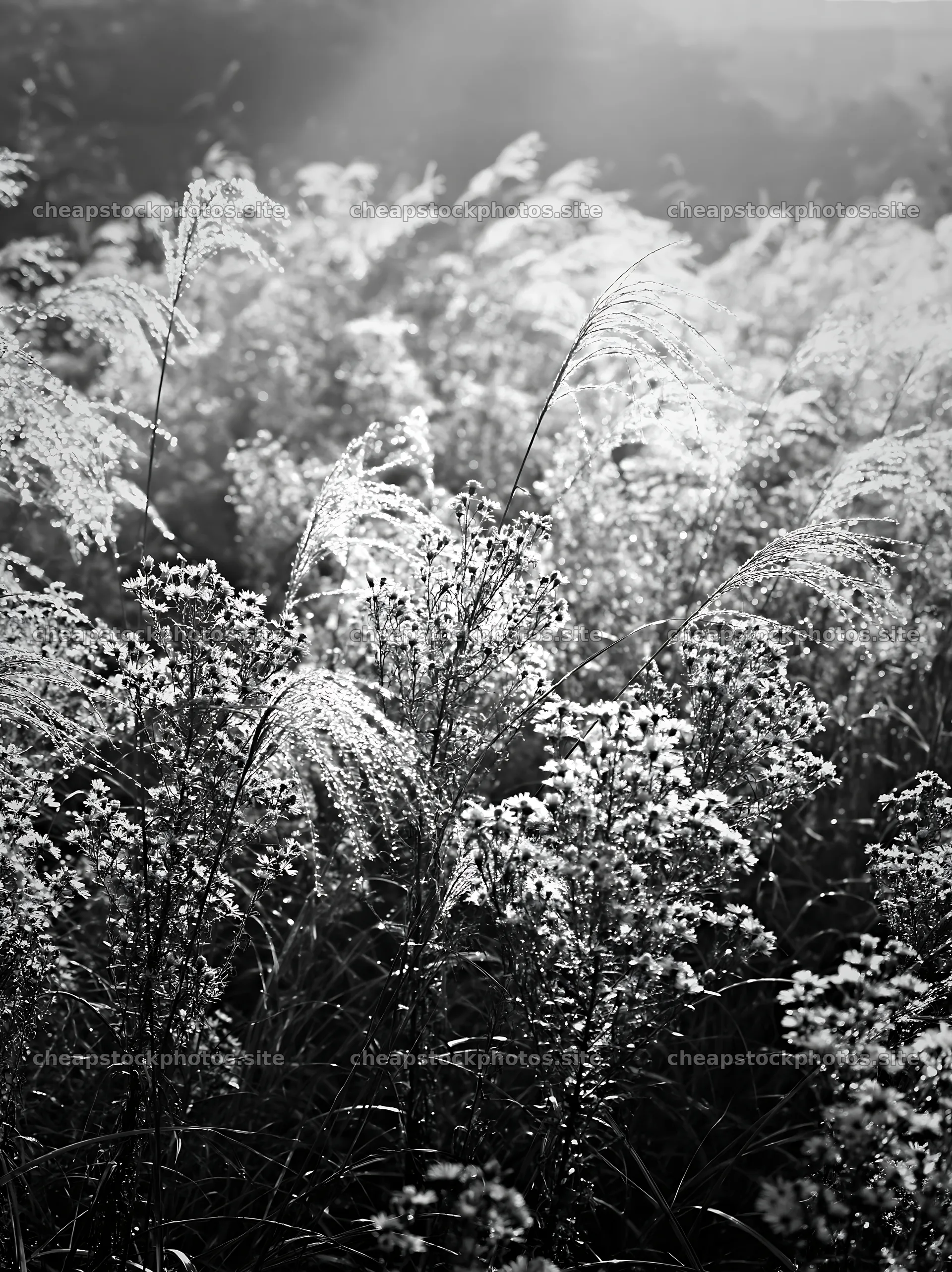 Tokyo urban biodiversity meadow with seedheads in sunlight – stock photos 6866x9174