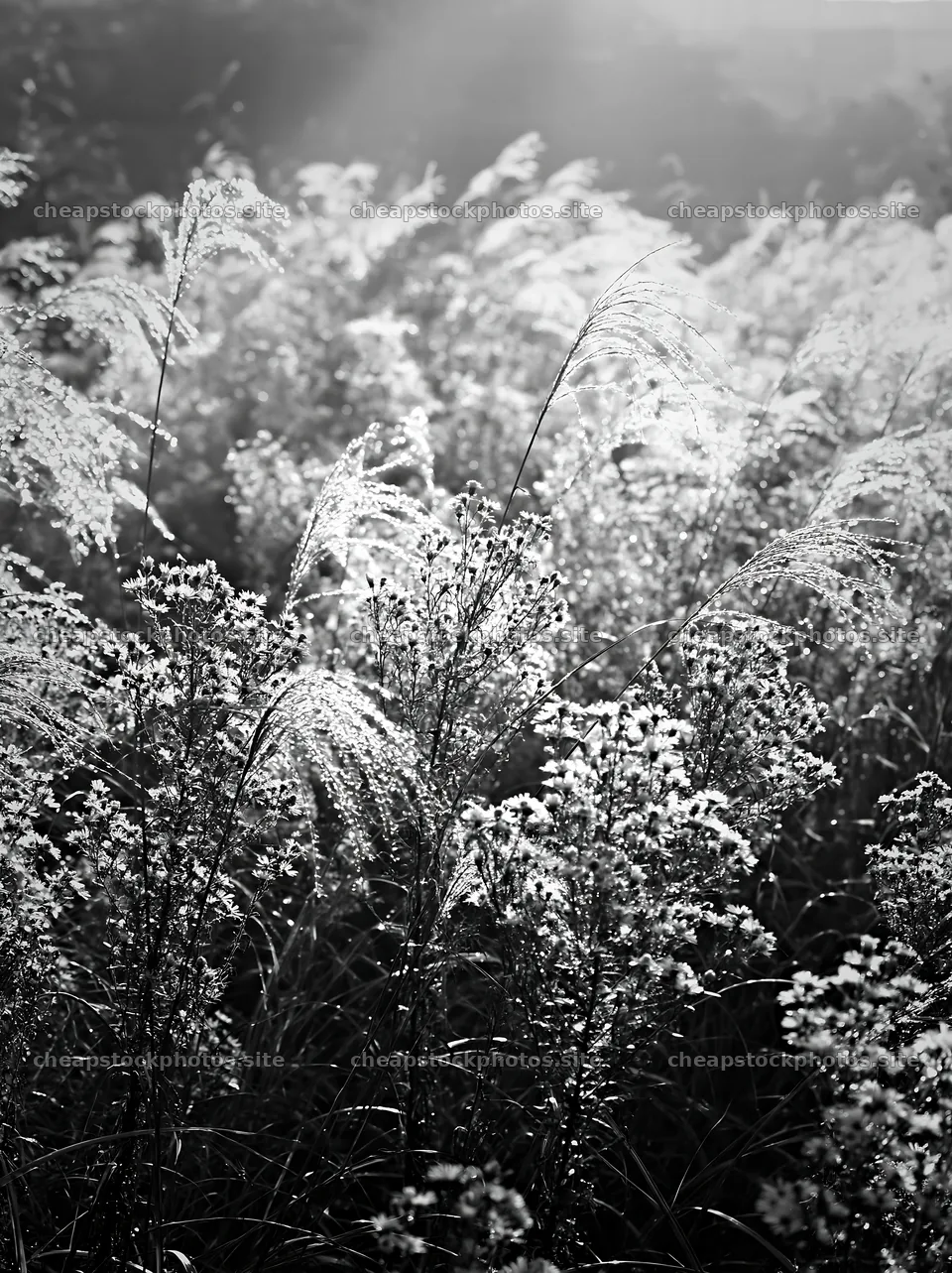 Tokyo urban biodiversity meadow with seedheads in sunlight – stock photos 6866x9174