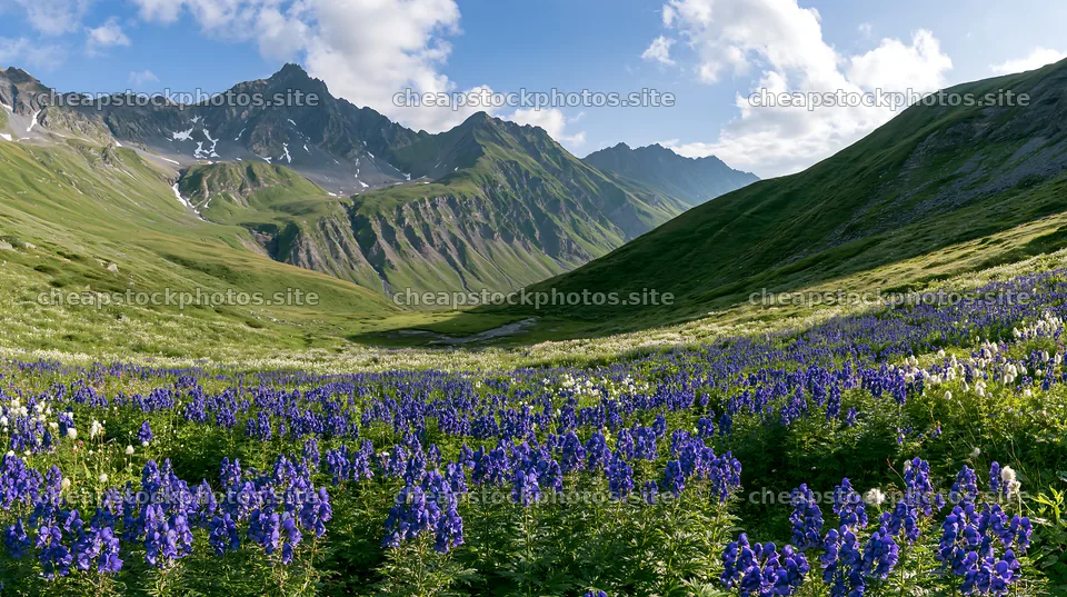 Swiss alpine meadow with flowers and mountains in daylight – stock photos 10608x5938
