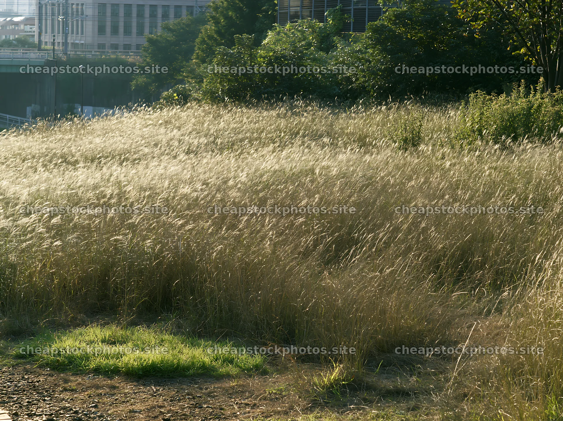 Tokyo urban biodiversity meadow with seedheads in sunlight – stock photos 9174x6866
