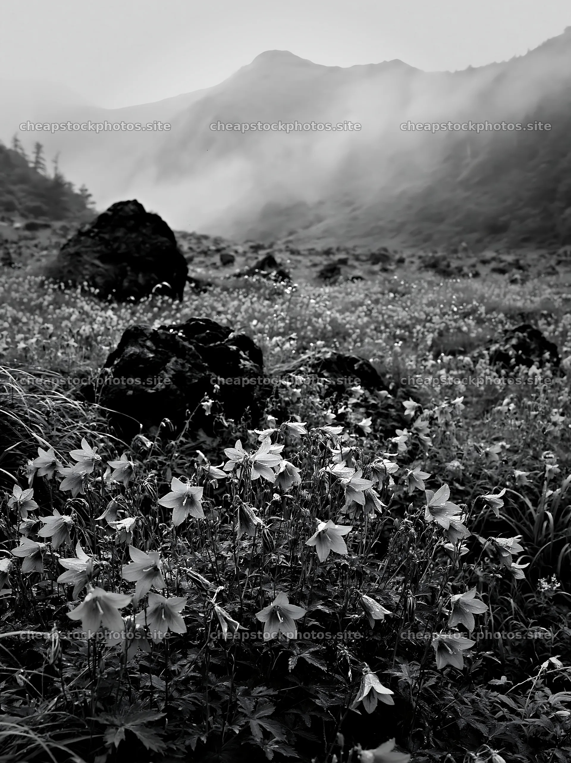 Kanagawa heat resilient meadow volcanic stones surrounded by flowers – stock photos 6866x9174