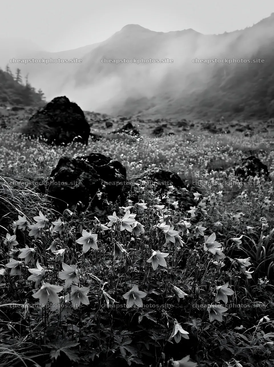 Kanagawa heat resilient meadow volcanic stones surrounded by flowers – stock photos 6866x9174