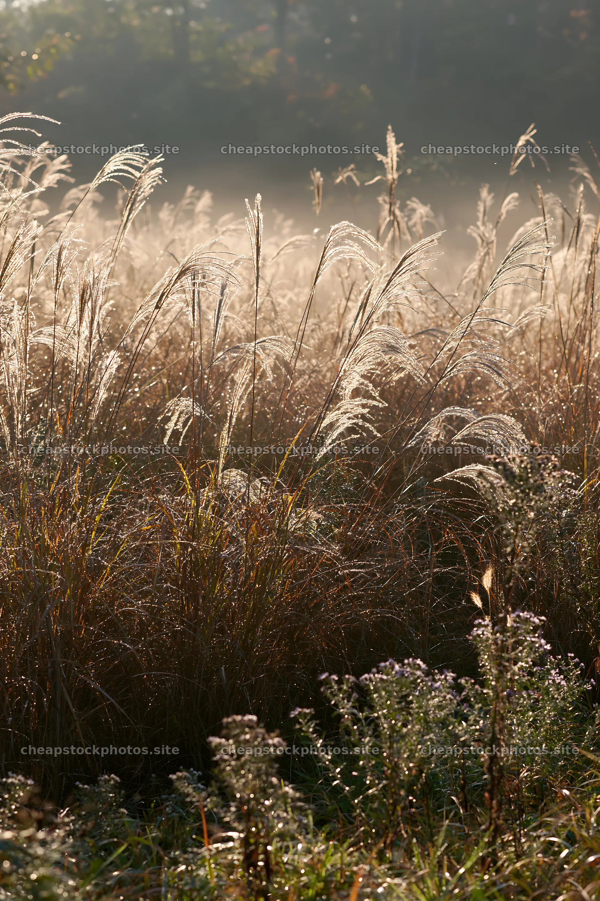 Tokyo urban biodiversity meadow with seedheads in morning mist – stock photos 6480x9722