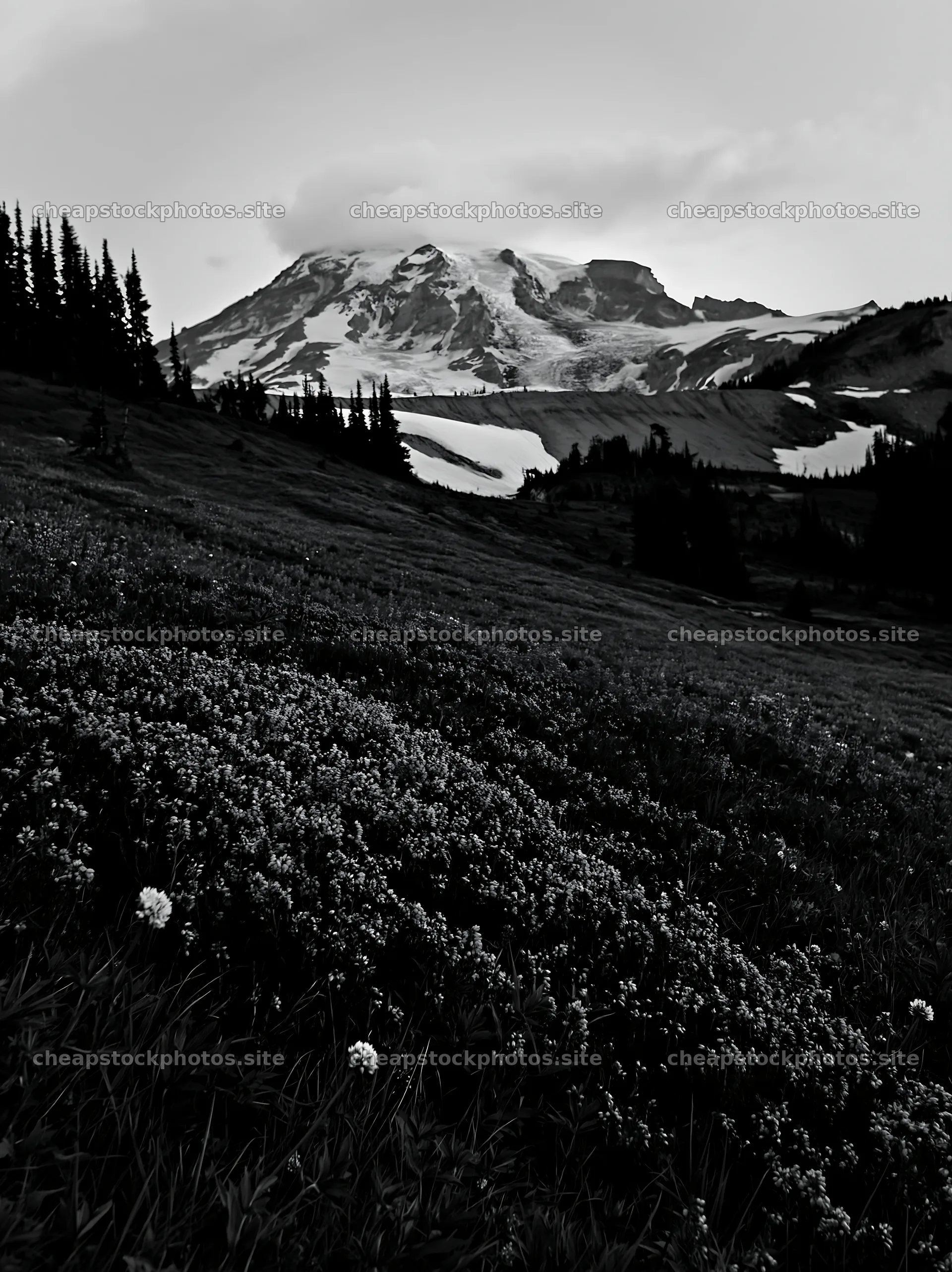 Mount Rainier wildflower meadow at sunrise – stock photos 6866x9174