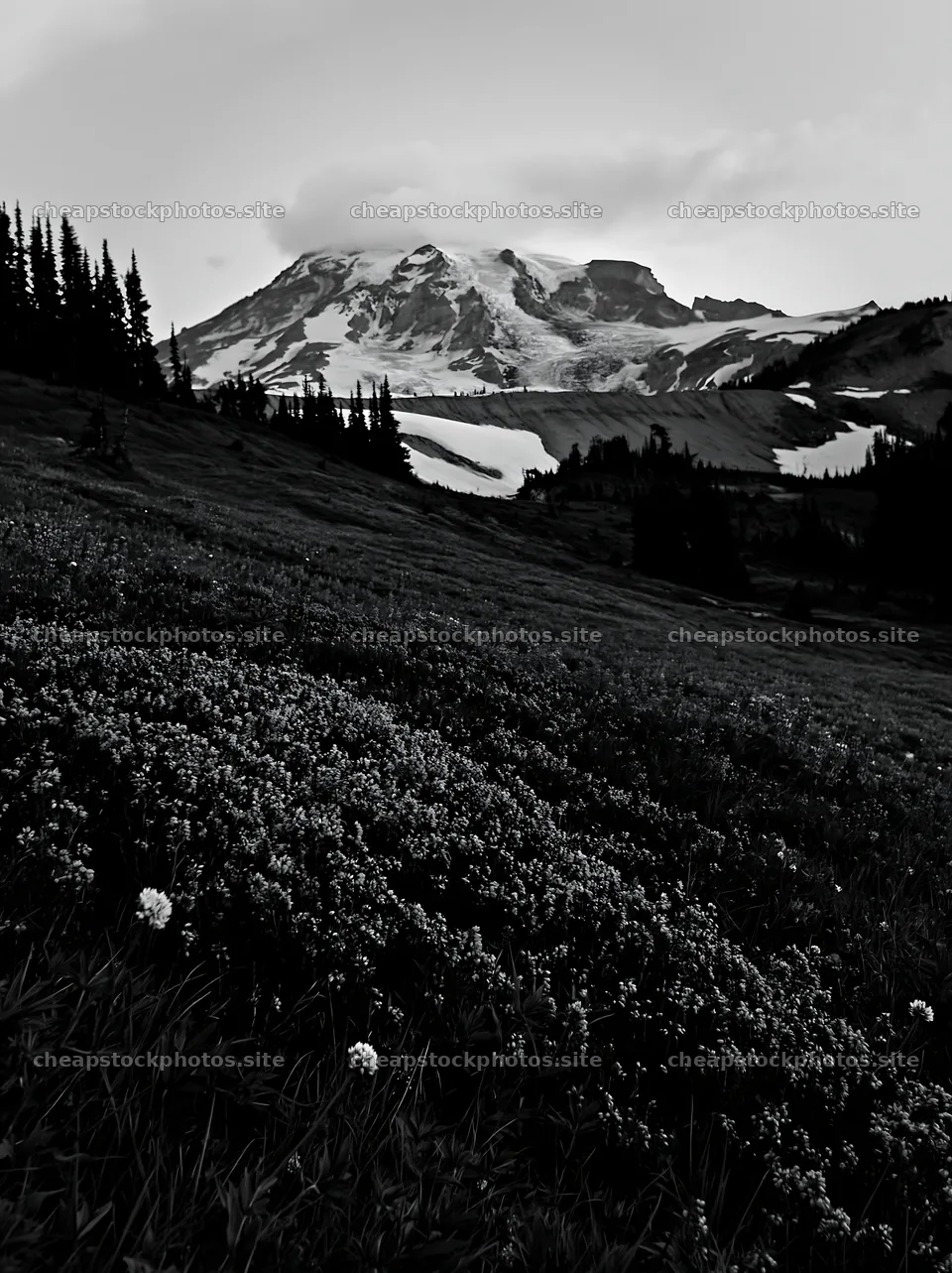 Mount Rainier wildflower meadow at sunrise – stock photos 6866x9174