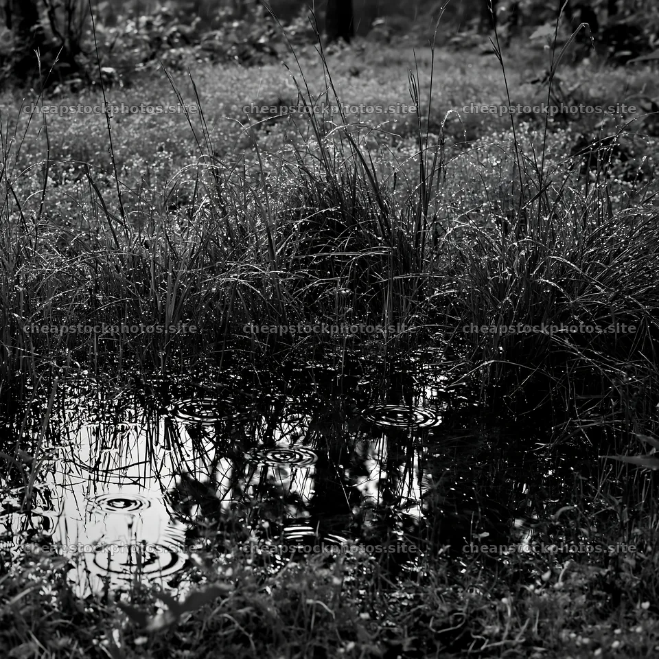 Kochi monsoon meadow with rain beaded grasses and puddles – stock photos 7938x7938