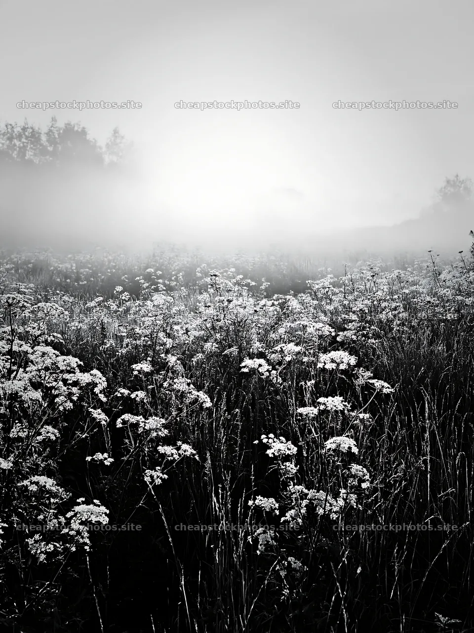 Cow parsley meadow at dawn with soft light in the background – stock photos 6866x9174