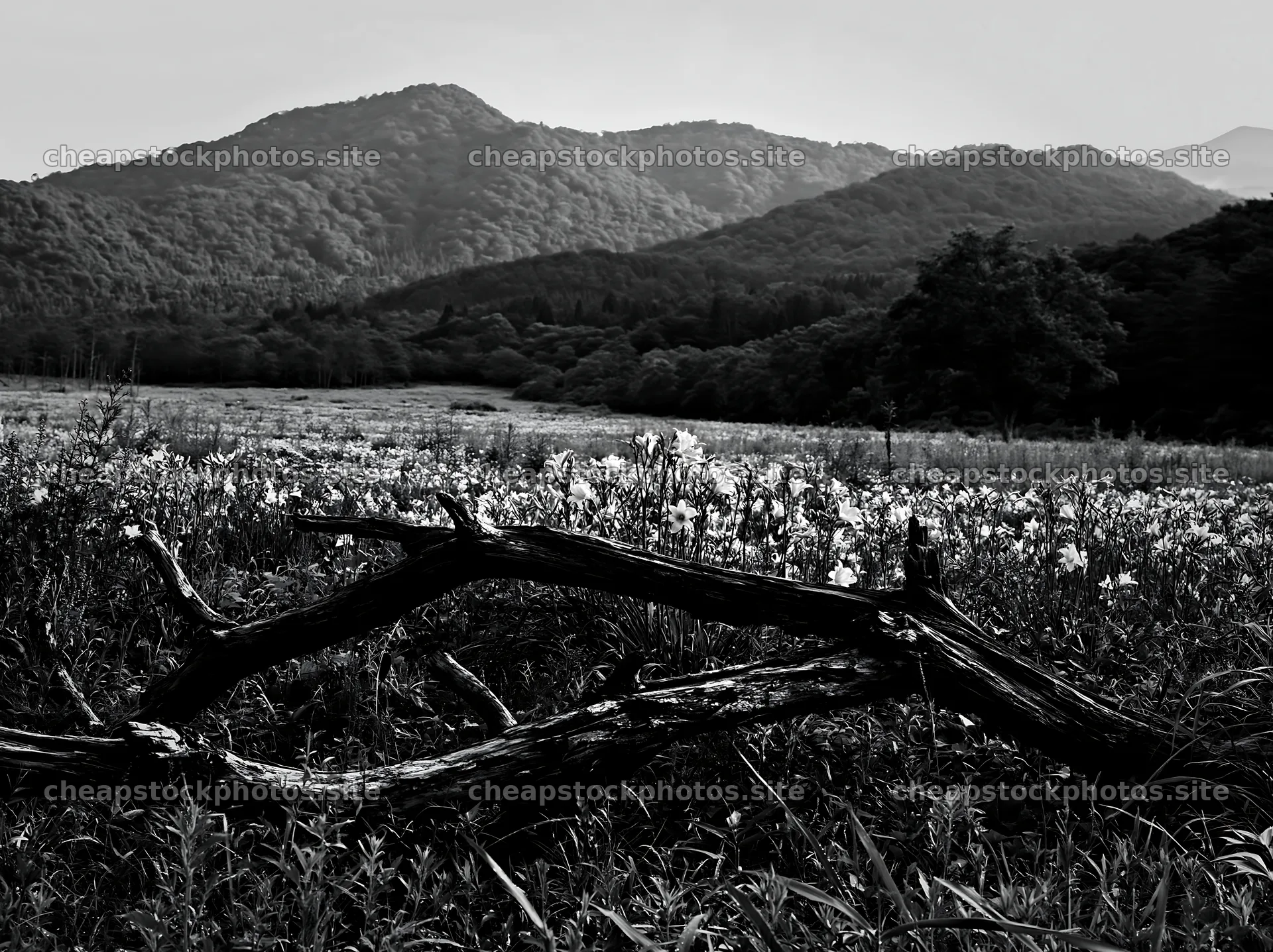 Yamagata rewilded meadow with fallen branch in foreground – stock photos 9174x6866