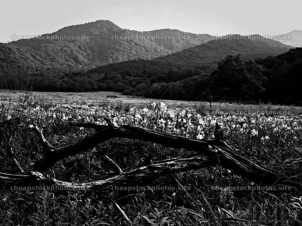 Yamagata rewilded meadow with fallen branch in foreground – stock photos 9174x6866