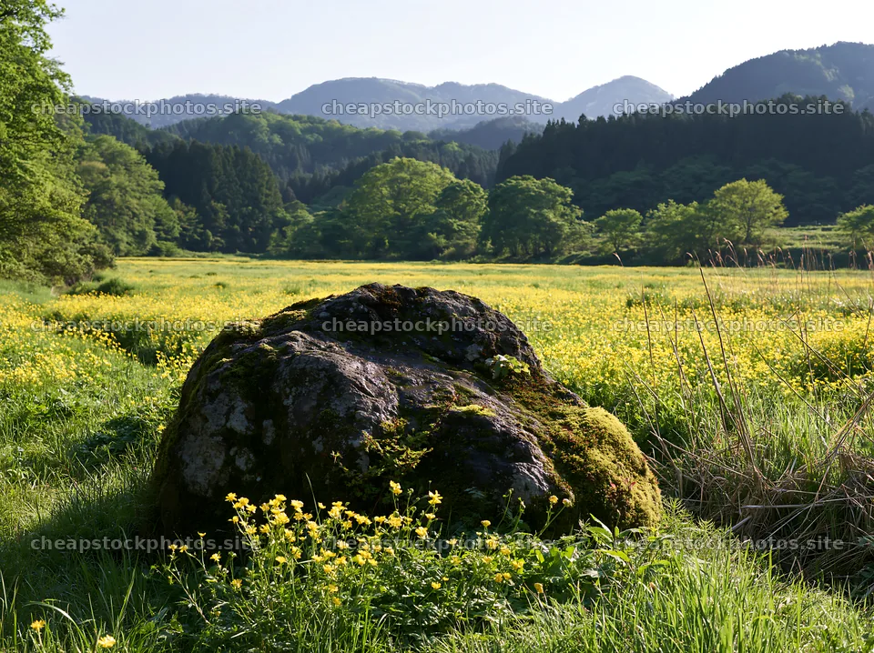 Miyagi spring recovery meadow with mossy stone and flowers – stock photos 9174x6866