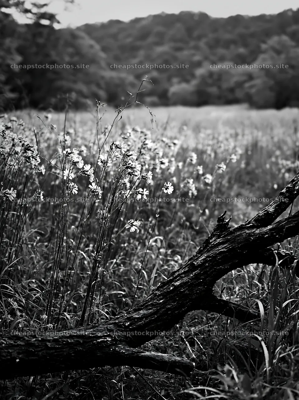 Yamagata rewilded meadow with fallen branch in the foreground – stock photos 6866x9174