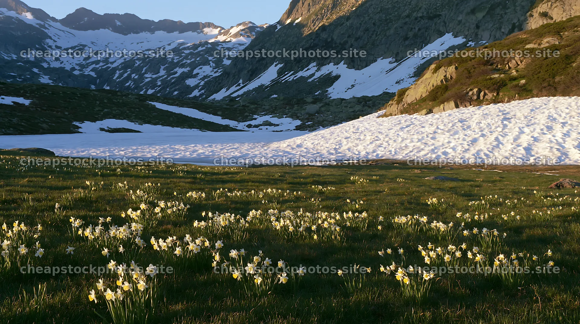 Frozen tarn meadow with flowers and snow in the background – stock photos 10608x5938